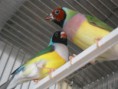/album/fotos%20das%20instala%c3%a7oes%20e%20algumas%20das%20mimhas%20aves/pedro-exoticos-024-jpg/